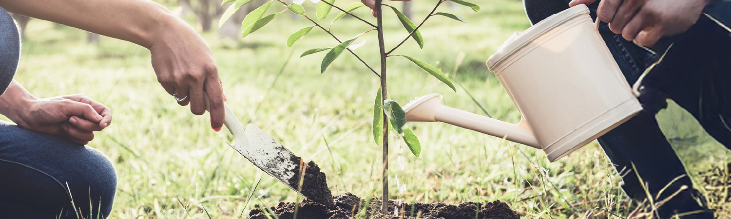 a parent and child, nourishing a seedling